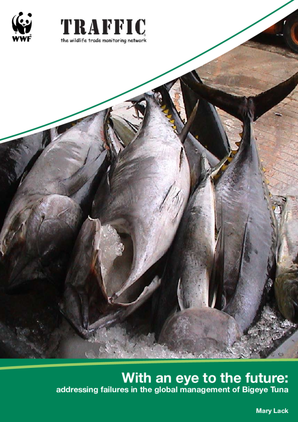 对大眼金枪鱼视而不见