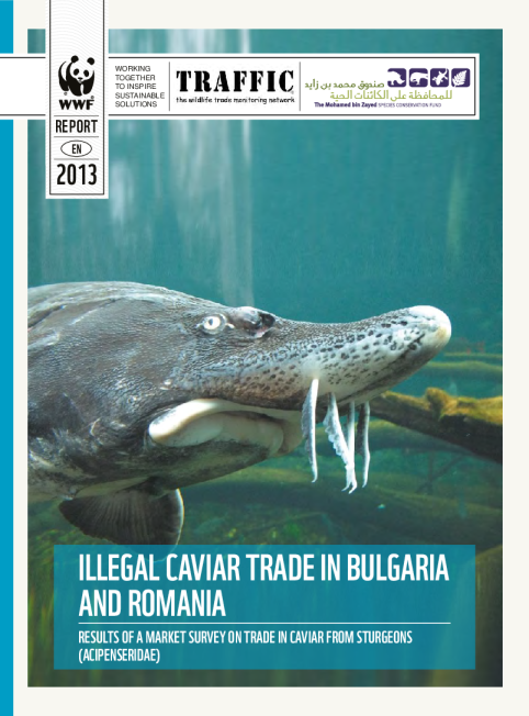 在保加利亚和罗马尼亚的非法鱼子酱贸易