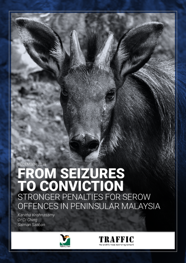 Poachers paying heftier price for killing serow