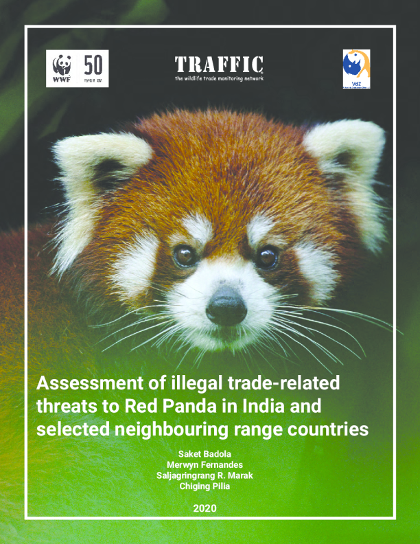 Illegal trade of Red Pandas in India and across borders