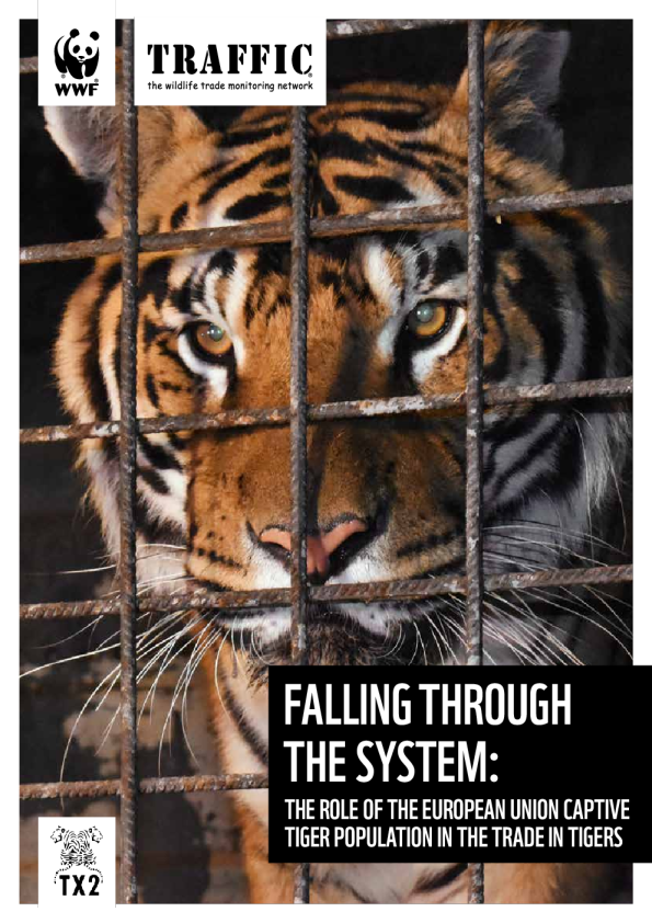 EU’s “unlikely” role in global tiger trade revealed in new WWF, TRAFFIC report