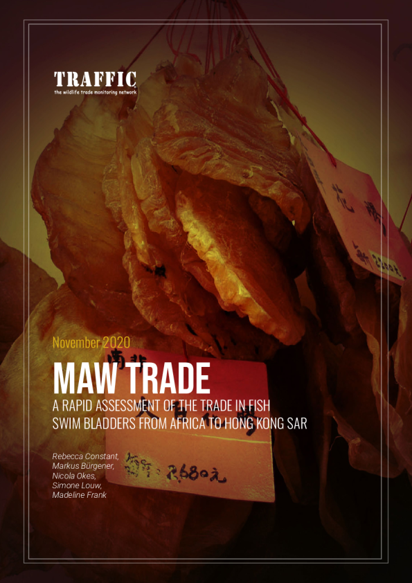 Maw trade: a rapid assessment of the trade in fish Swim bladders from Africa to Hong Kong SAR