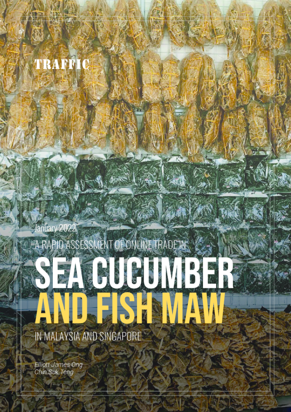 快速评估马来西亚和新加坡的海参和鱼鳔在线贸易