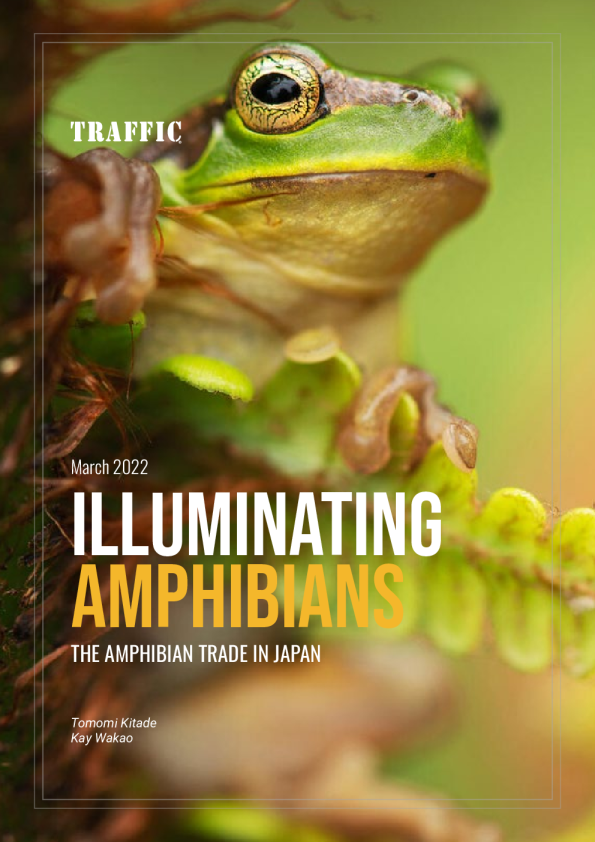 Illuminating Amphibians: The amphibian trade in Japan