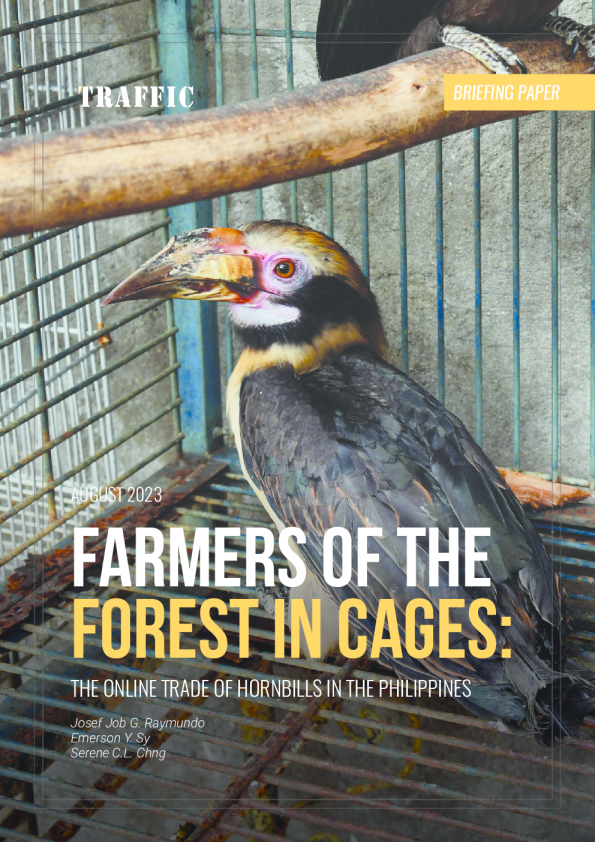 森林囚笼：菲律宾犀鸟的网络交易