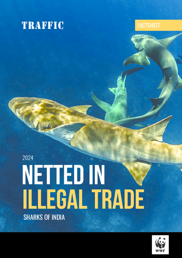 事实表：涉入非法野生动物贸易——印度鲨鱼