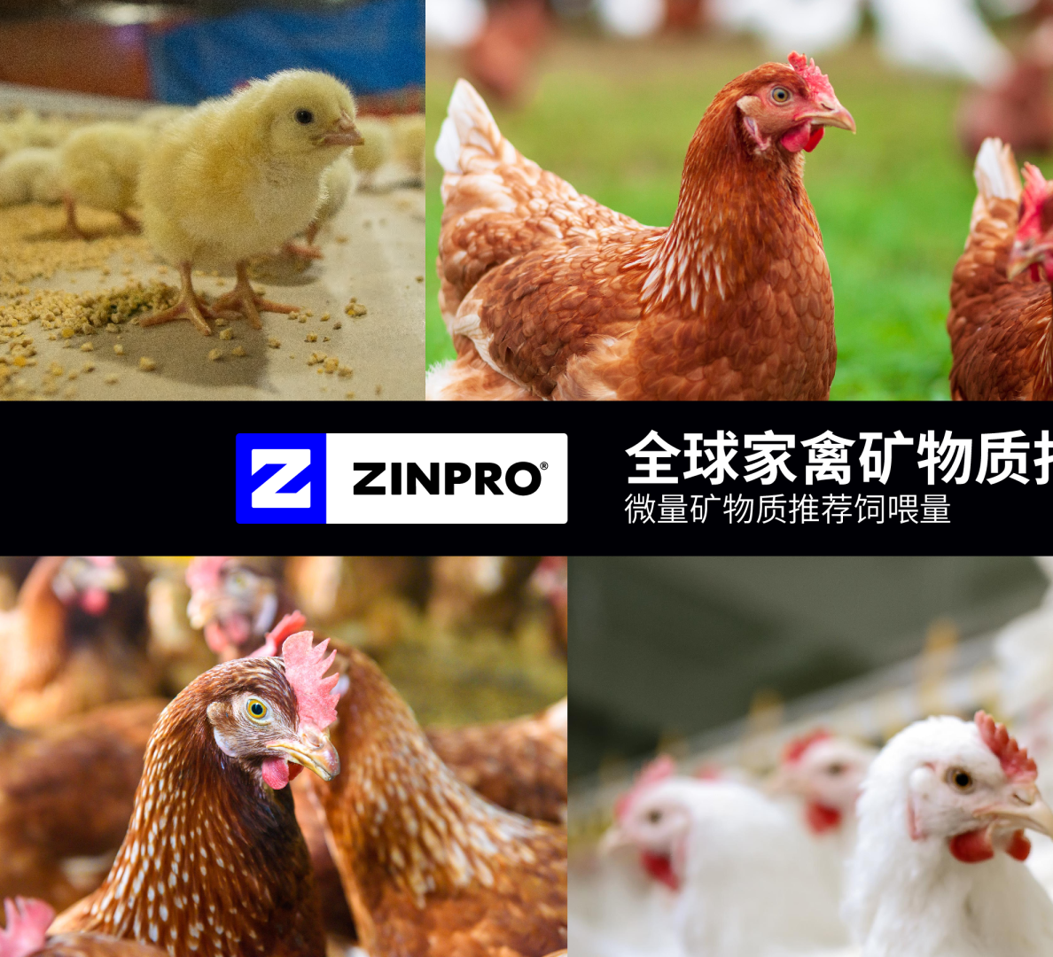 2024年家禽矿物质指南-微量矿物质推荐饲喂量