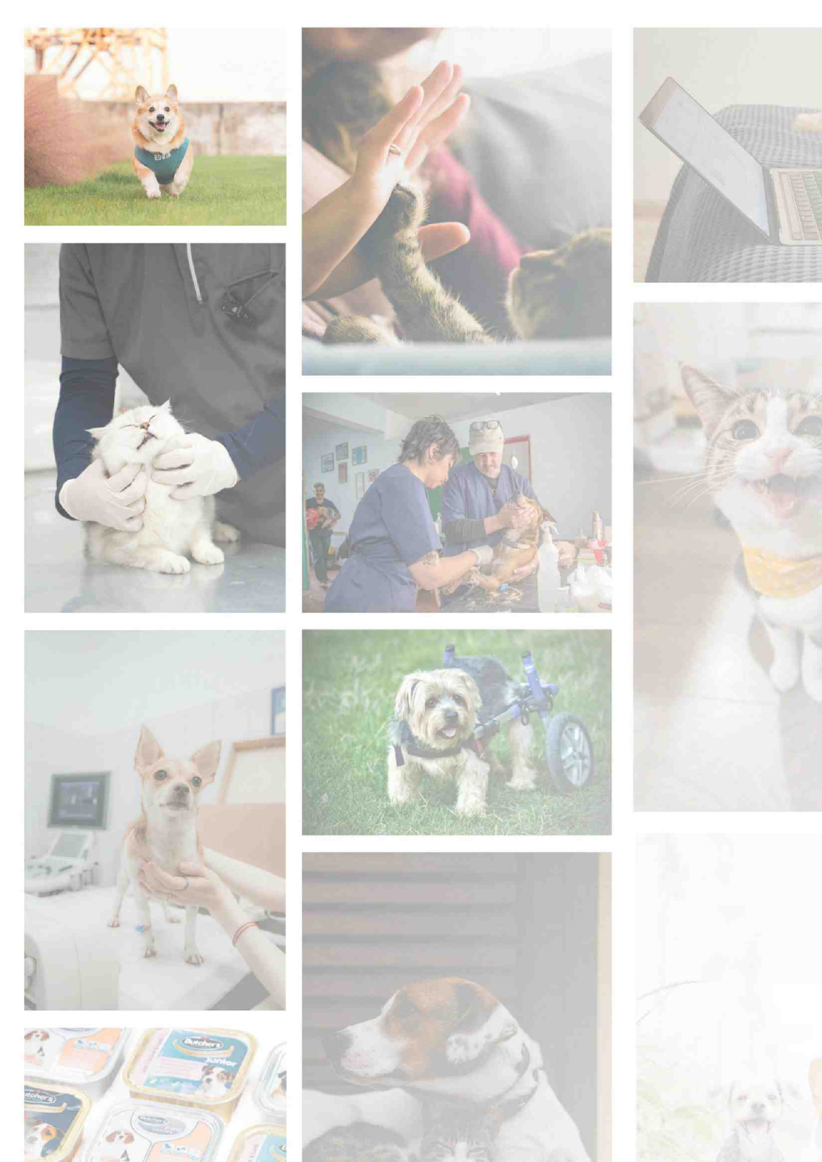 2025中国宠物产业科技创新与投融资报告